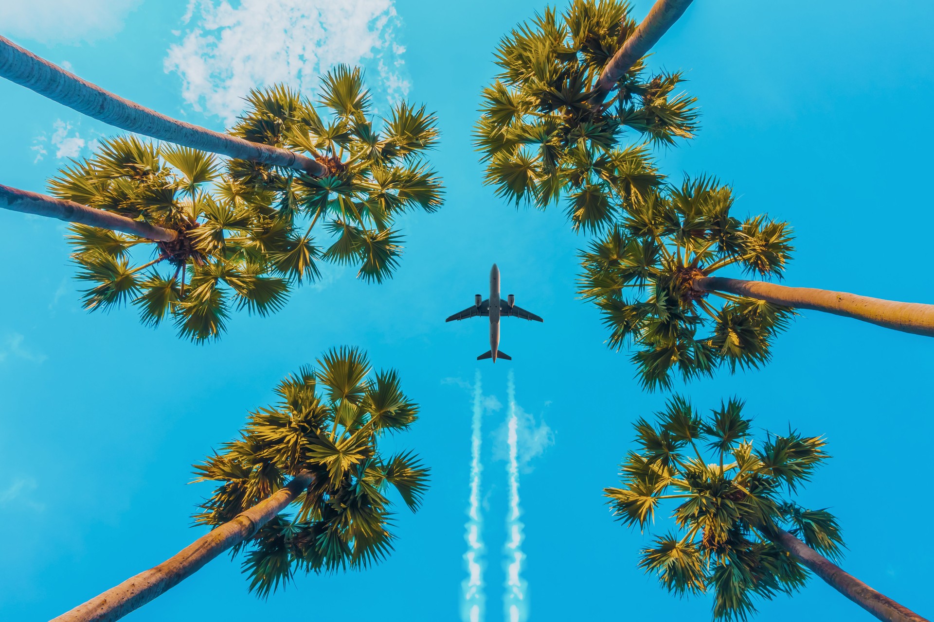 Soaring High: Airplane Glides Over Tropical Palms